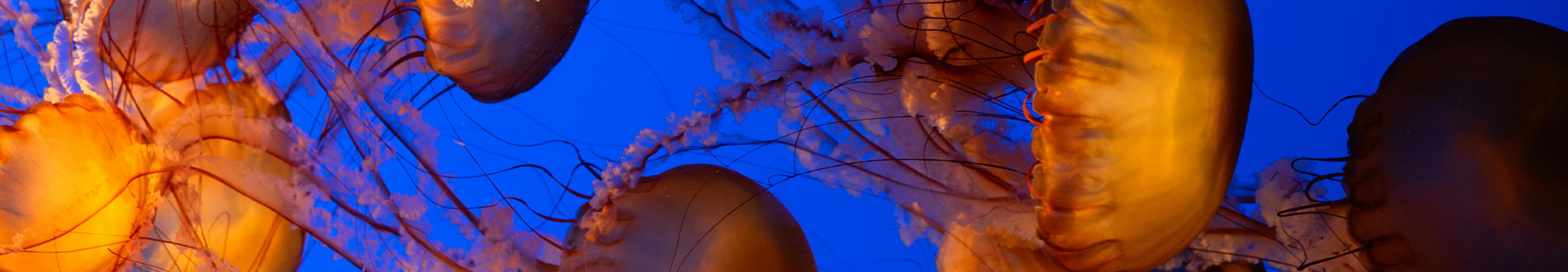 Page banner RI webinar 2026