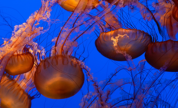 Responsible investing for not-for-profit organisations in 2026