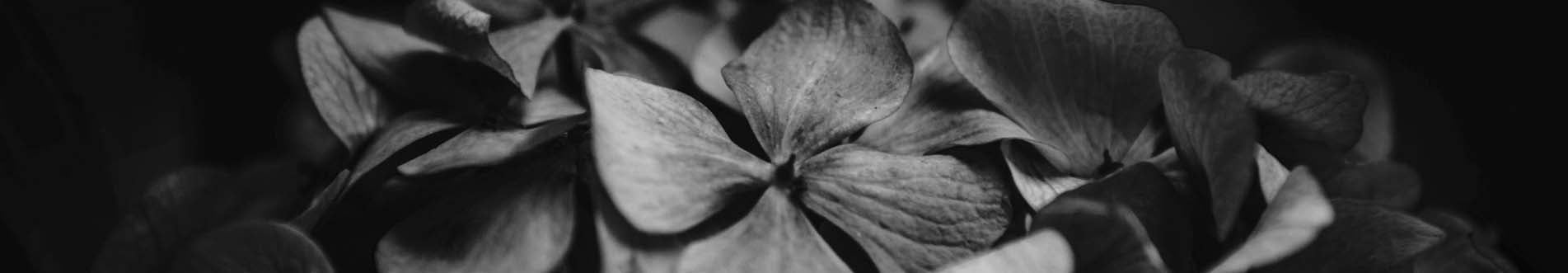 Hydrangea