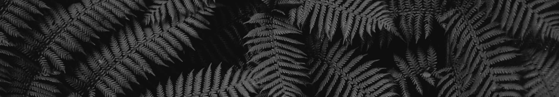 Wealth Management Banner page 1 1903 x 330