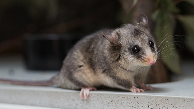 Zoos Victoria