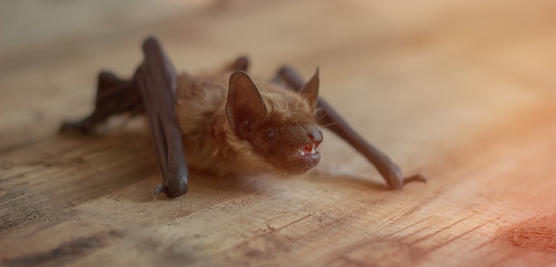 small bat clings to wood floor