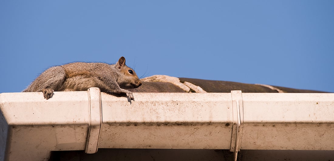 squirrel is perched on top of gutter