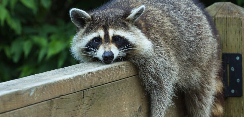 raccoon lays on deck railing