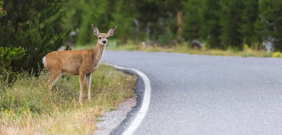 deer stands at side of road