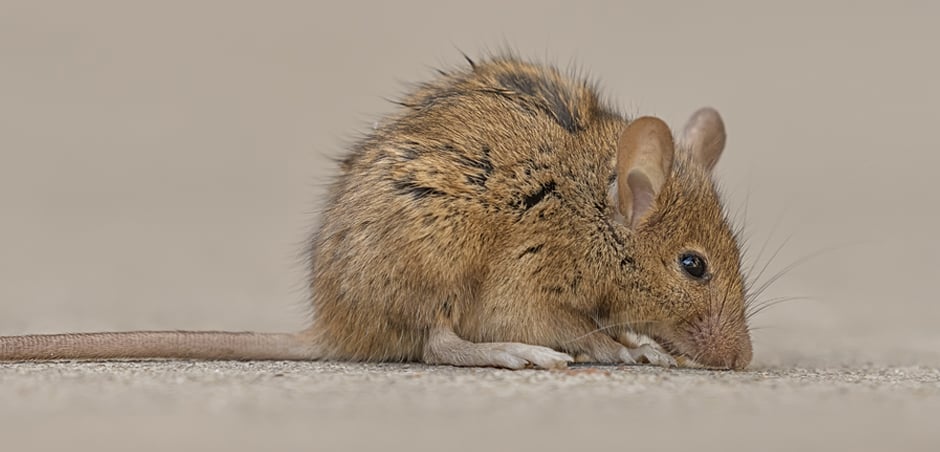 close-up of mouse
