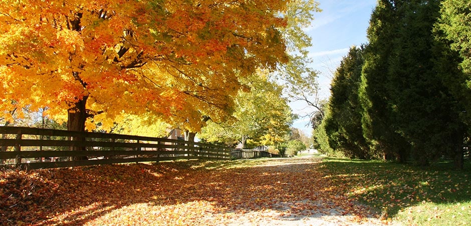 Road covered with leaves