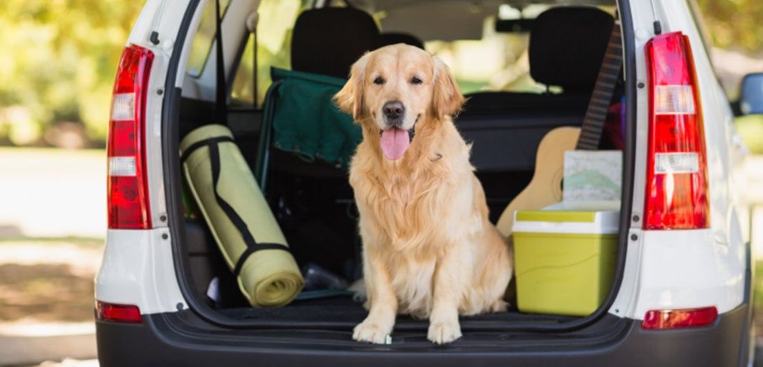 Dog in back of car