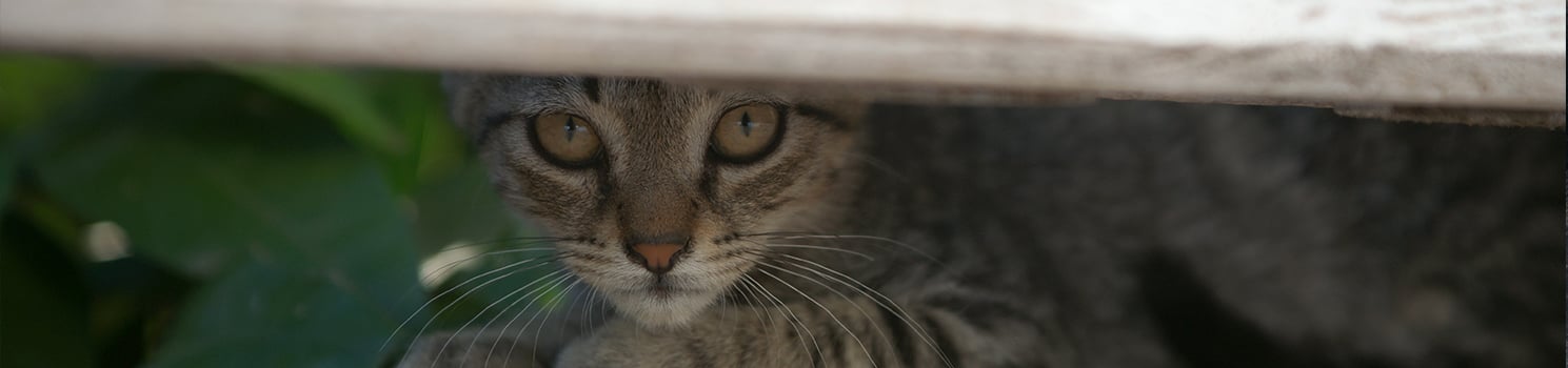 cat peering out from under porch