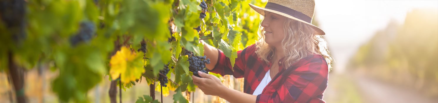 woman harvesting grapes