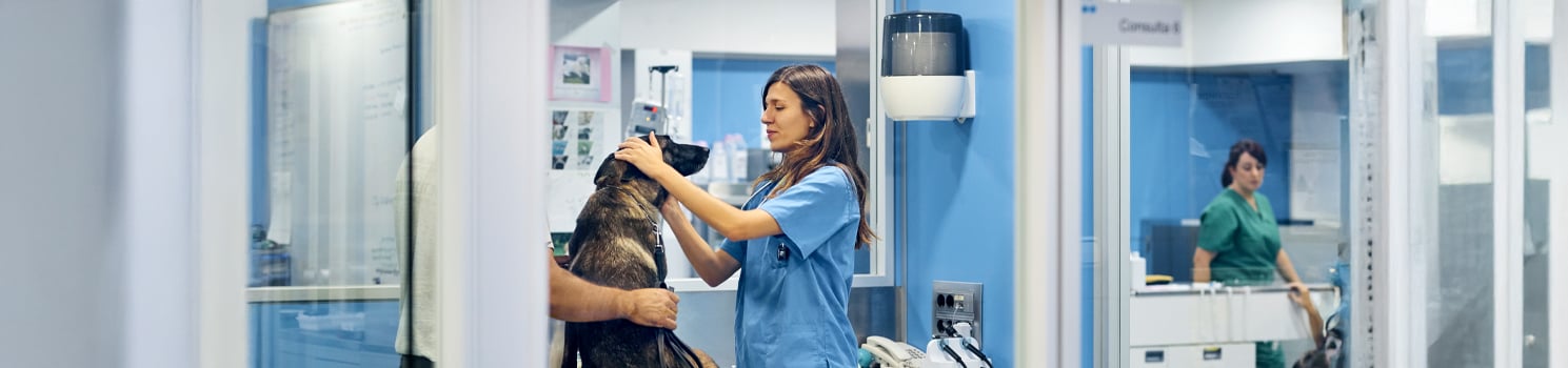 vet with a dog