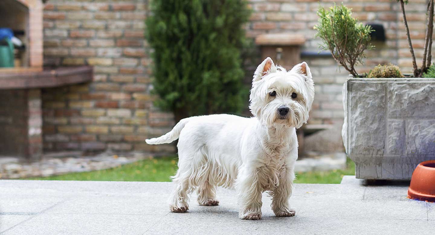 Liability Coverage for dog bites