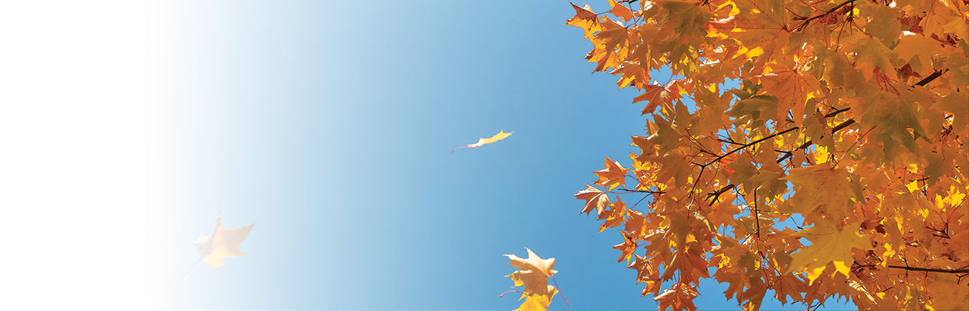 Fall leaves against a blue sky
