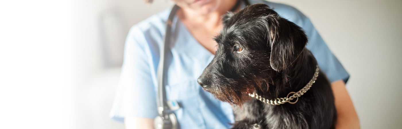 Dog at the vet