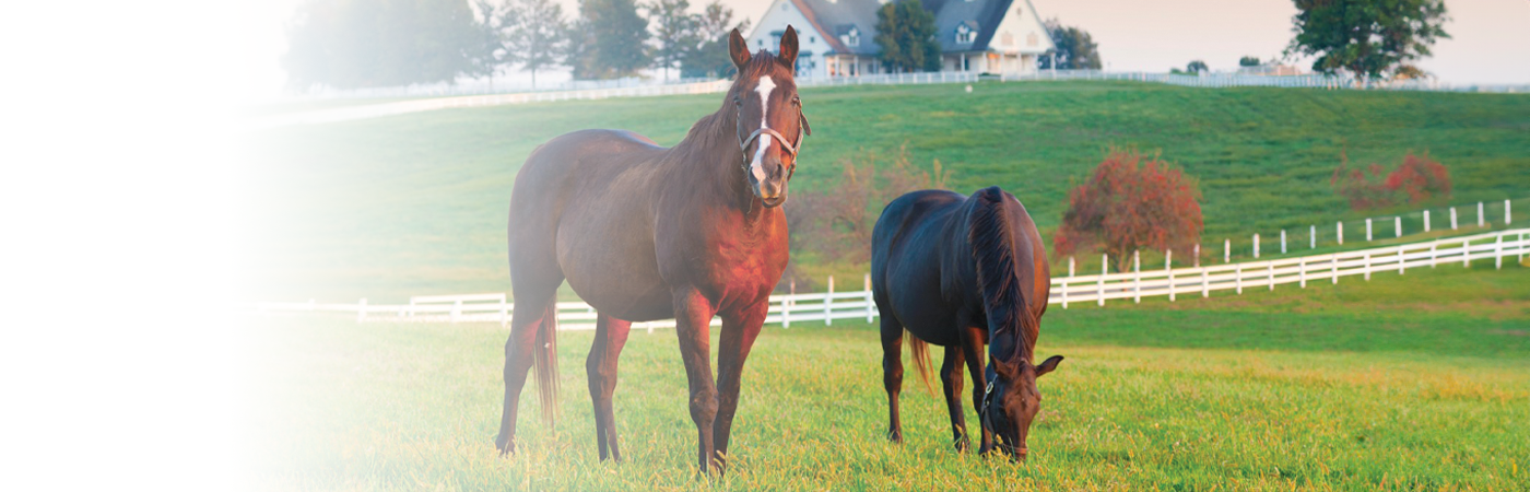 horses in Kentucky