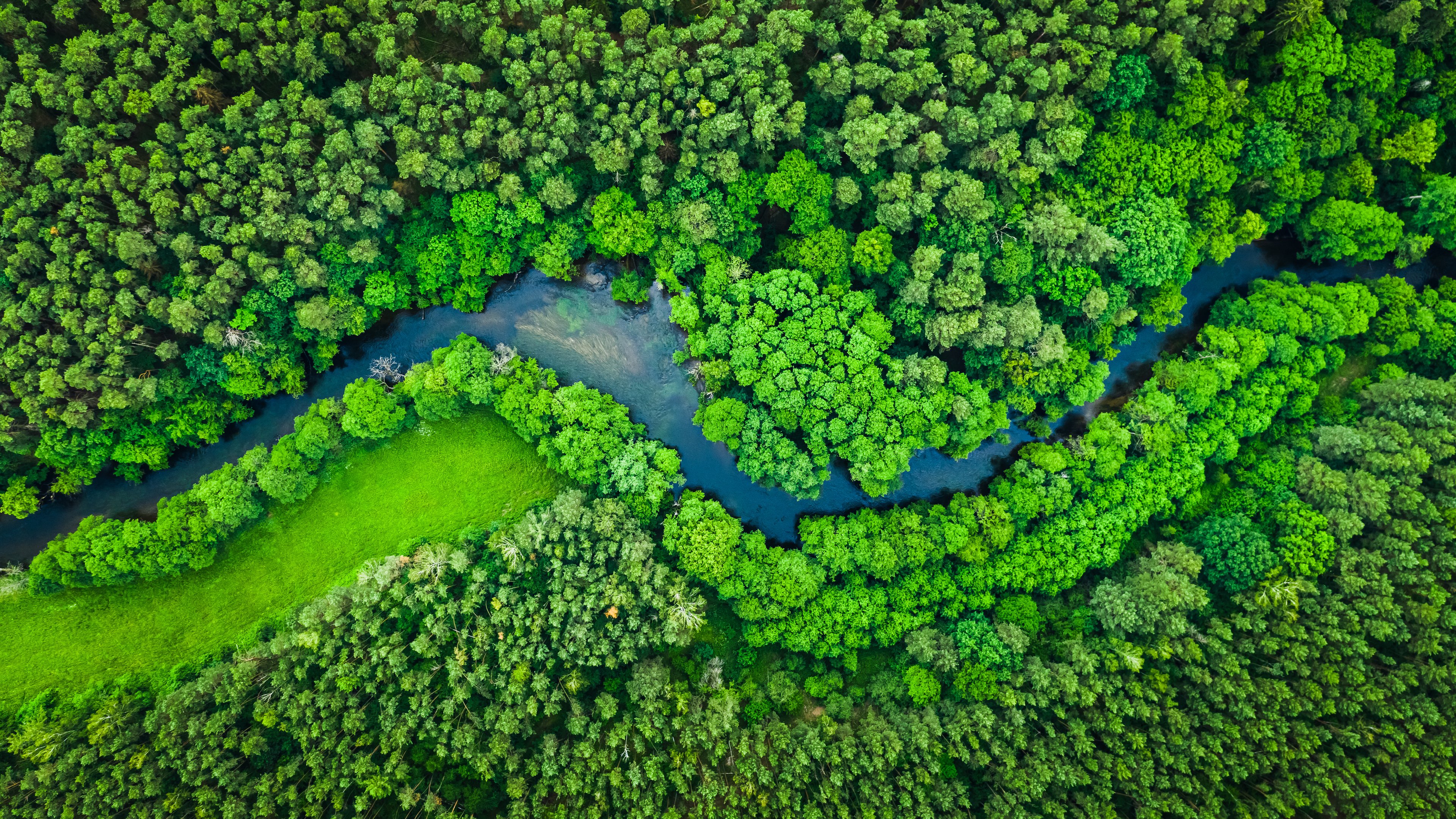 Bird's eye view of a river flowing through a forest