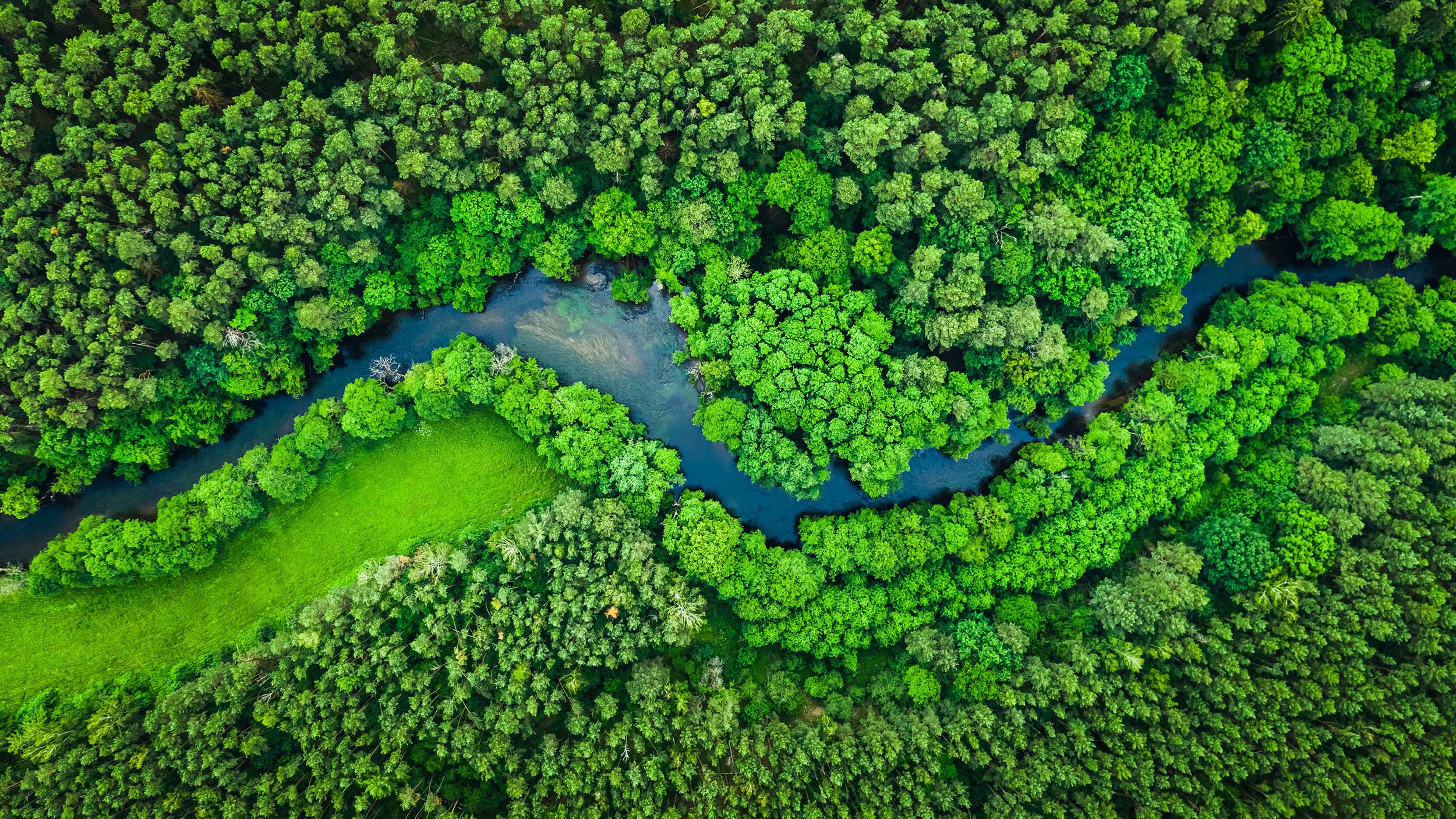 Bird's eye view of a river flowing through a forest