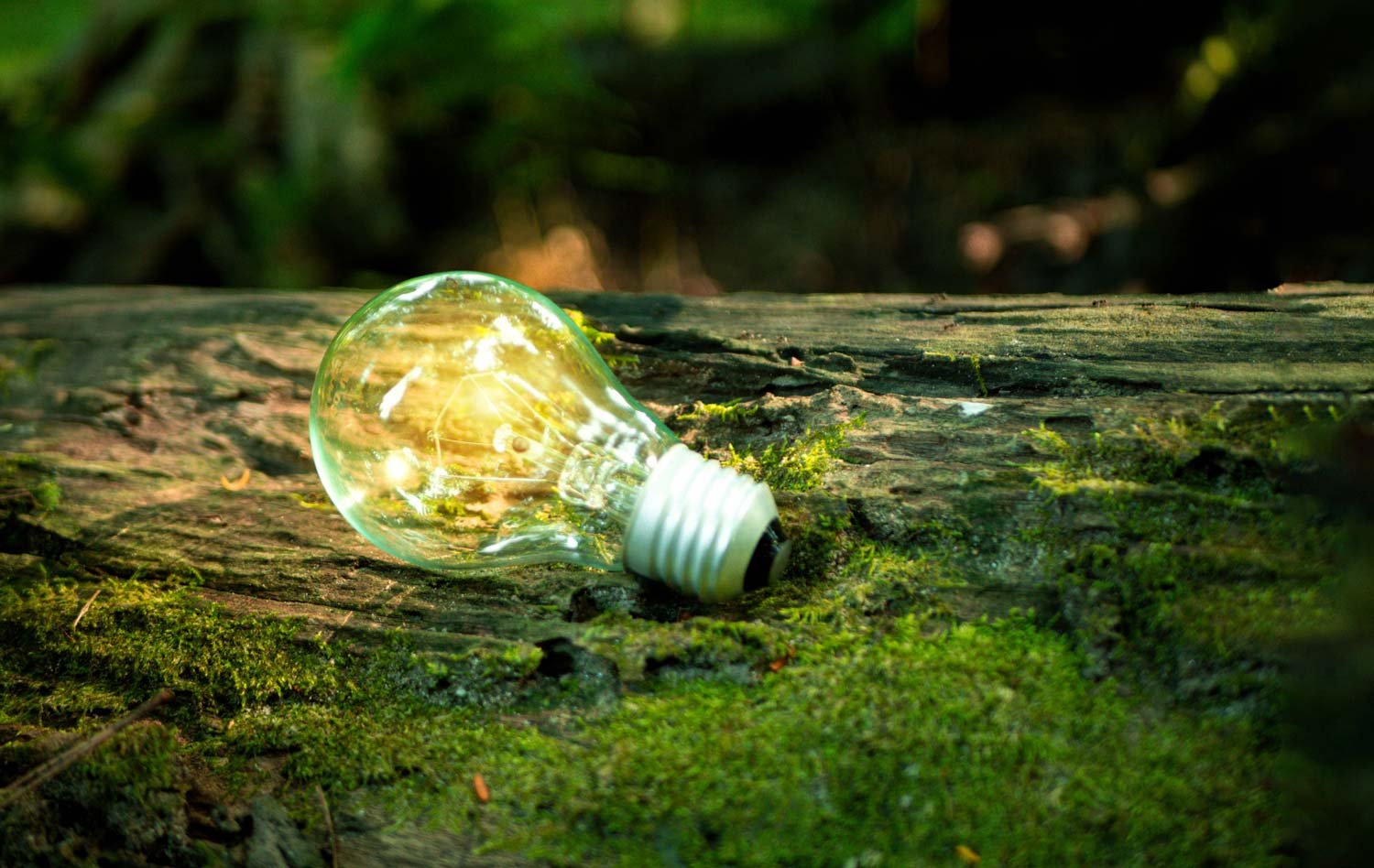 A light bulb lying on a moss-covered log in a forest, symbolizing energy in nature.