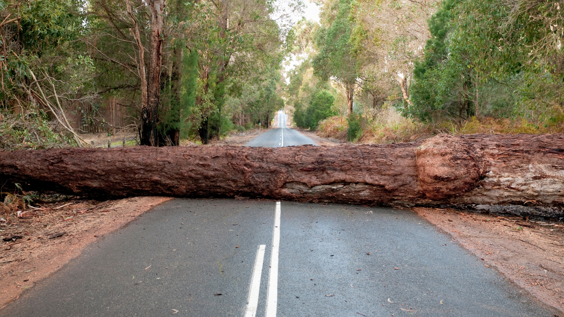 A large tree trunk log blocking a road