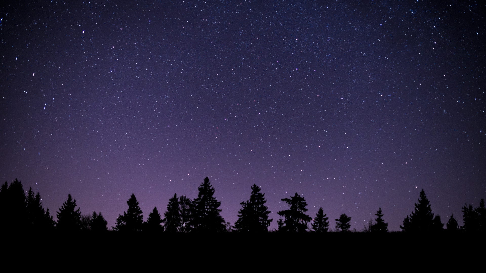 Silhouette of a tree line against a purple-tinged night sky filled with stars