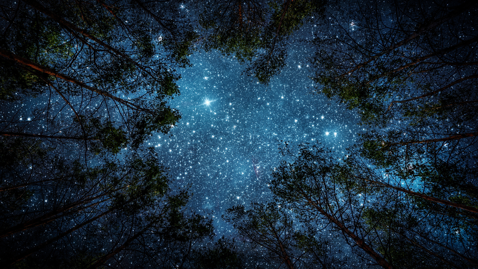 View of stars above trees from the ground, looking up