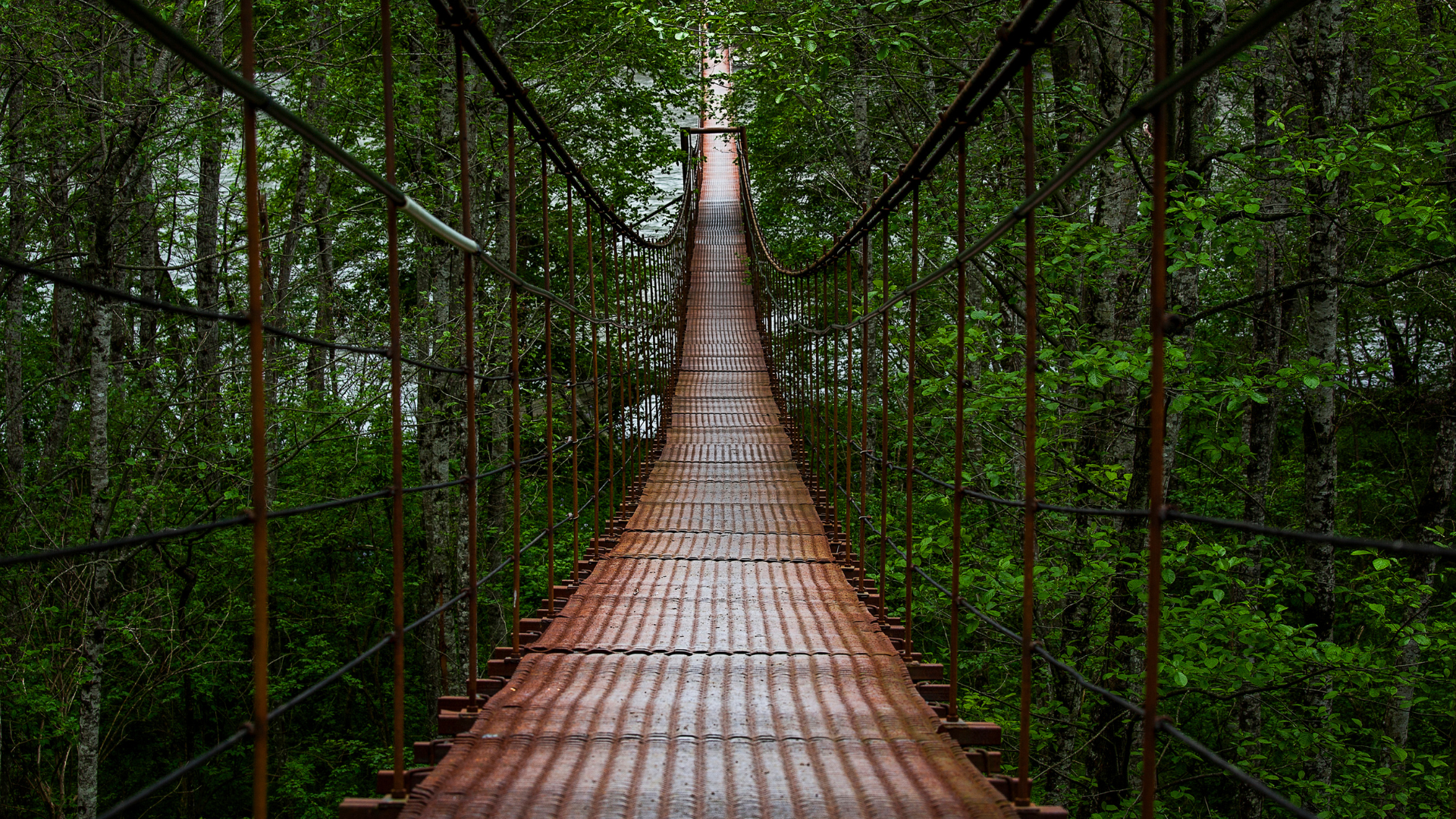 A suspended bridge in the air over trees and water