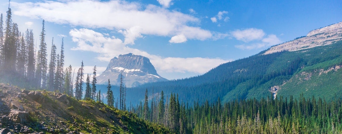 A lush forest of trees in the mountains