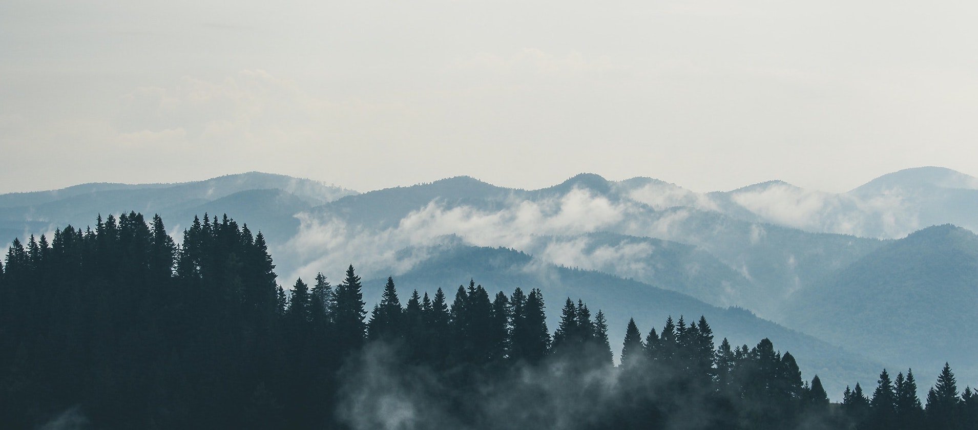 A silhouettes of a forest in front of a misty mountain