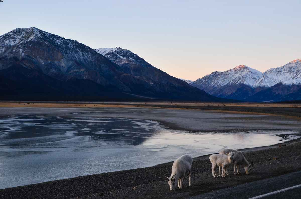 Three mountain goats on the shore of a mountain lake.