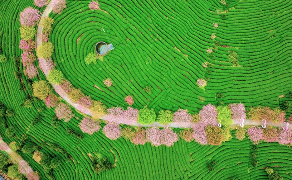 Aerial view of tea plantation.
