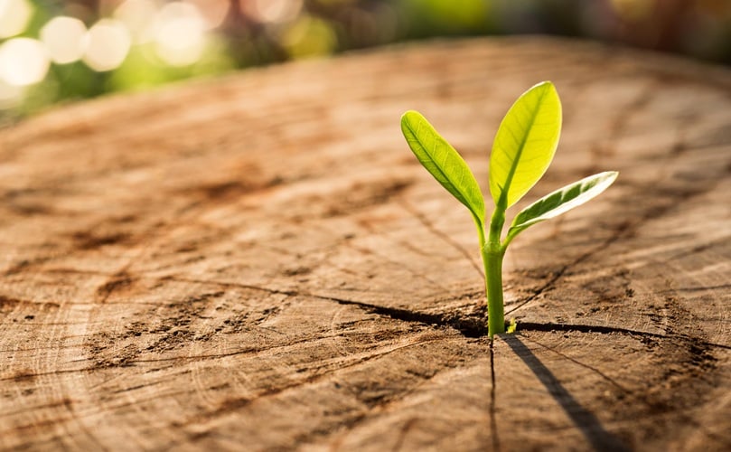 tree-regrowing-from-a-trunk