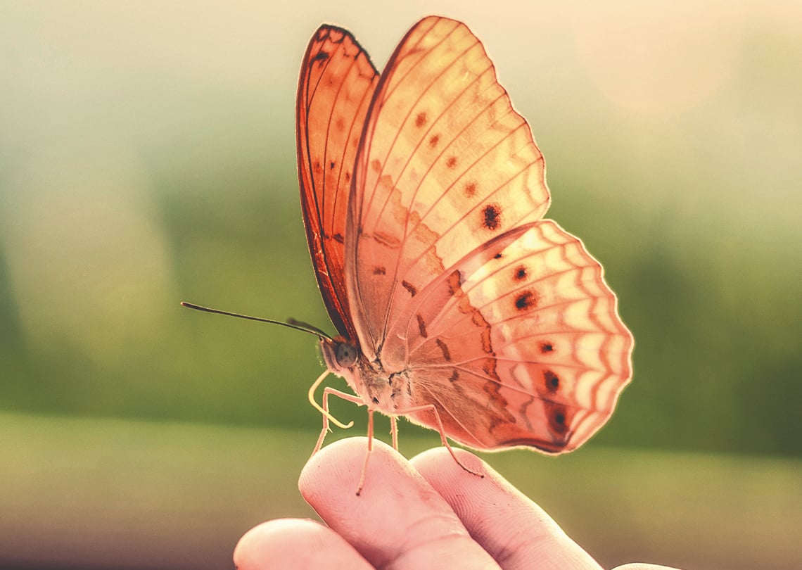 Borboleta linda pousada na mão humana, destacando suas asas com tonalidades de laranja e detalhes intrincados. Perfeita para admirar a beleza da natureza.