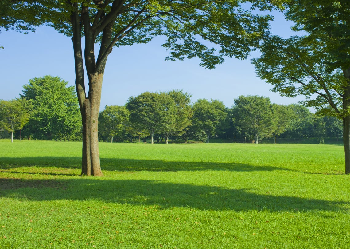 corporate-and-social-trees-greenery-1140x810