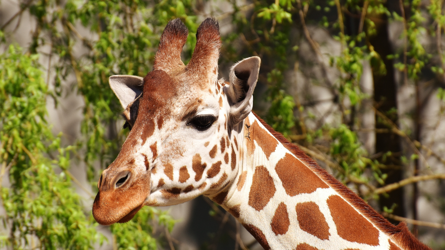 Giraffe_1440x810