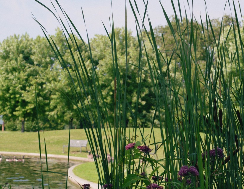 a grass and flowers by a pond