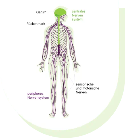neuropathische Schmerzen_grafik
