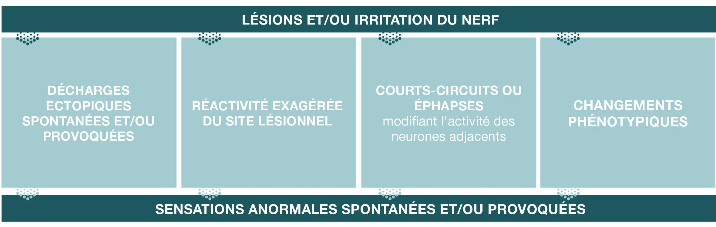 La physiopathologie des DN