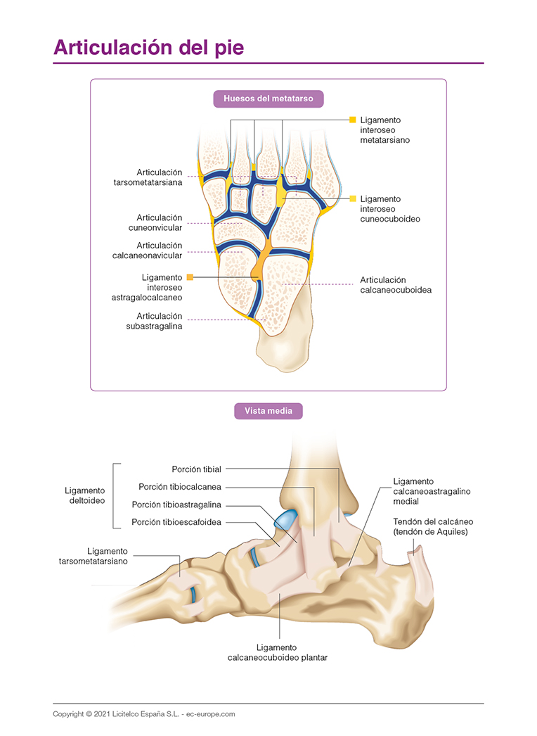 Articulación del pie
