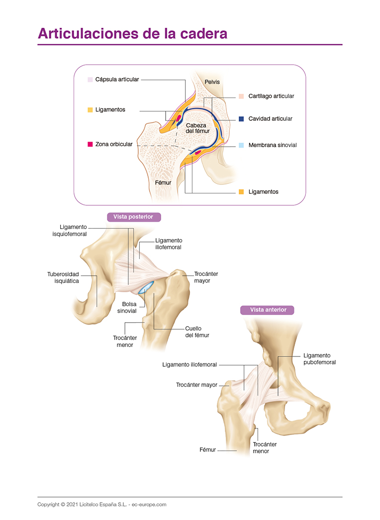articulaciones de la cadera
