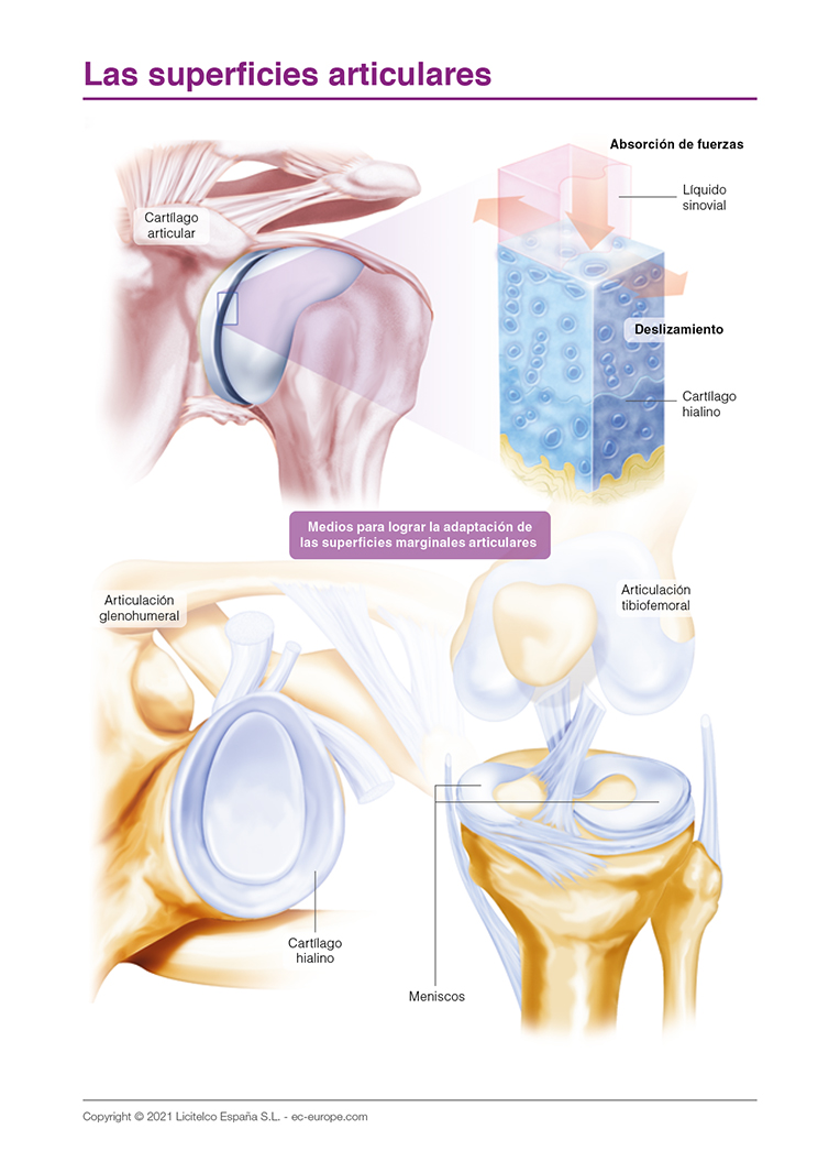 Las superficies articulares