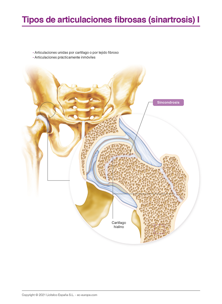 tipos de articulaciones fibrosas