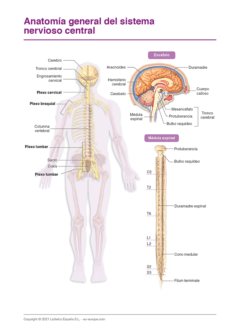 Anatomía general sistema nervioso