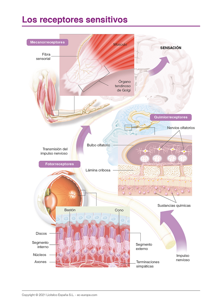 receptores sensitivos