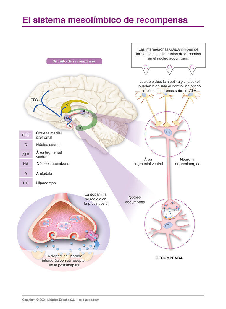 El sistema mesolímbico de recompensa