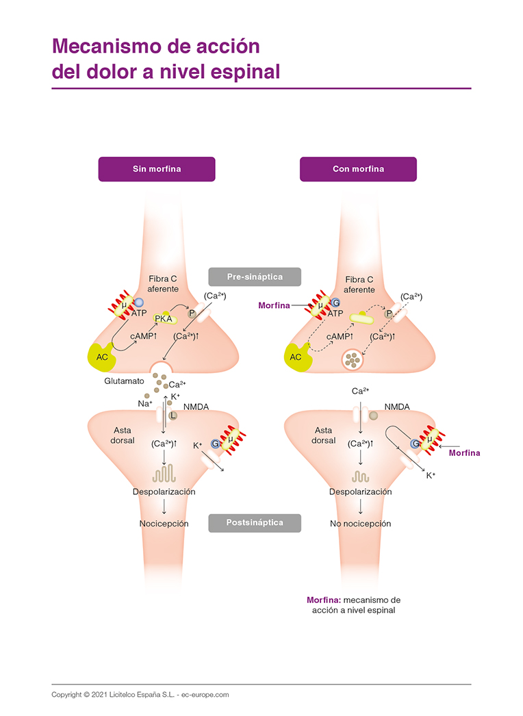 mecanismo de acción del dolor a nivel espinal
