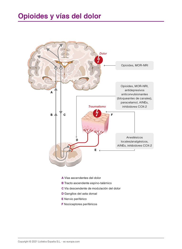 opioides y vías del dolor