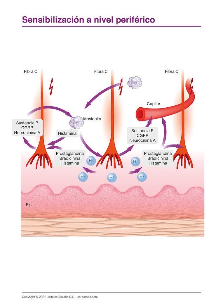 Sensibilización a nivel periférico