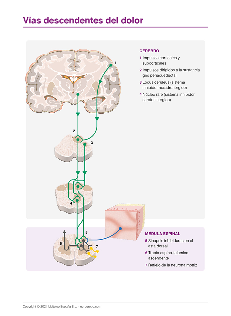 vías descendentes del dolor