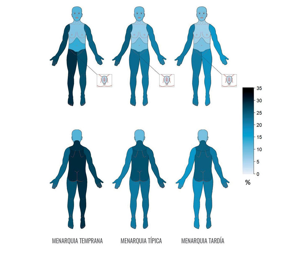 Prevalencia del dolor crónico en 10 regiones del cuerpo en mujeres con menarquia temprana (edad 9-11 años), típica (edad 12-14 años) y tardía (edad 15-18 años). Se utiliza una escala de colores de 0 a 35; las áreas del cuerpo más oscuras presentan mayor prevalencia del dolor crónico