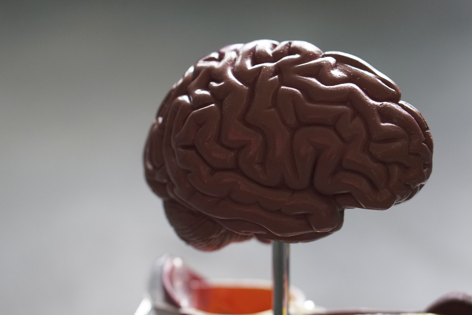brain